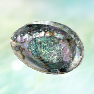 Abalone shell: Ocean's gift for balance & protection. Versatile, unique, and a beacon of natural elegance in spirituality and decor.